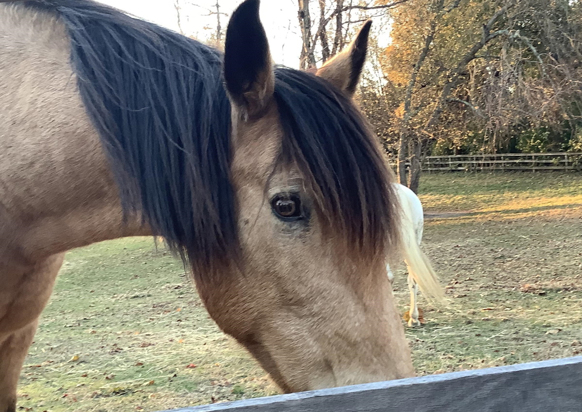 Bailey the Horse