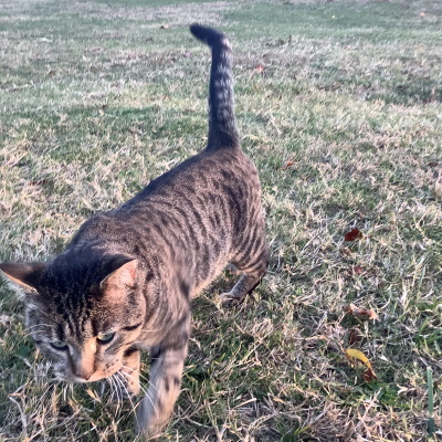 Barney the Cat